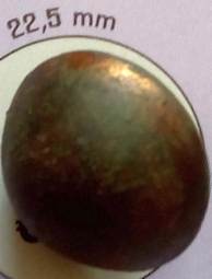 knoop C. Mouwen & Zn Breda