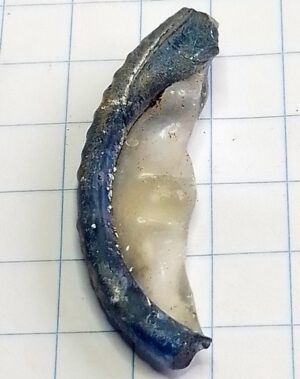 Witte voet met blauwe rand