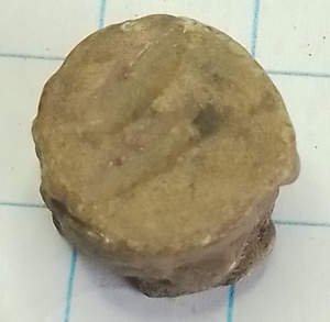 Schutterijkogel 007-1