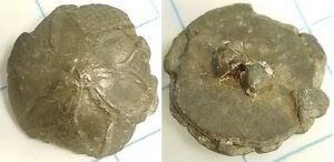 knoop sterbloem op raster