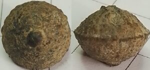 knoop kaal biconvex centrale knop