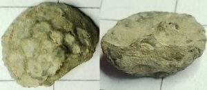 knoop bladvorm gestileerd (ca 1575-1625)