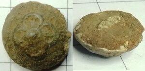 knoop bloem reliëf **