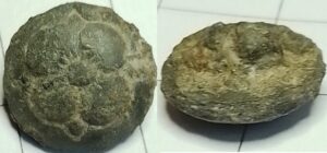 knoop roosje tudor heraldisch