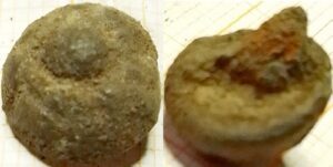 knoop kaal centrale knop