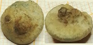 knoop lood-tin - ijzeren draadoog ver in de kop gestoken