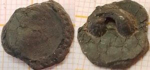 knoop stippelrand 14mm