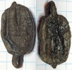 knoopachtige eikel geribd