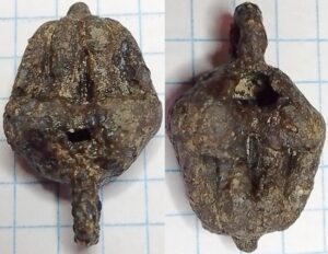 knoopachtige eikel geribd